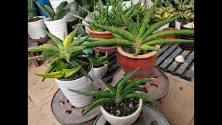 review sansevieria patens ed eby [upl. by Schick]