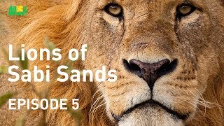 Lions of Sabi Sands  Episode 5  Kings of the Sabi Sands [upl. by Nocam]