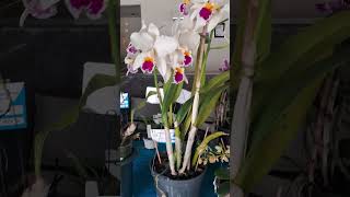 44 exposição de orquídeas [upl. by Eneryt]