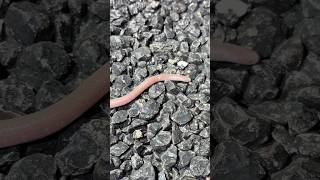 Blind Snake Crossing the Road in the Desert [upl. by Eelimaj]