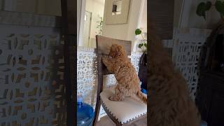 16 week old cavapoo puppy will do anything to be with her daddy cavapoo puppy dog pet training [upl. by Suvart]