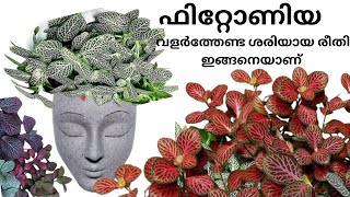 ഫിറ്റോണിയ ഇങ്ങനെ വളർത്തിനോക്ക് fittonia plant care in malayalam  fittonia plant care 2024 [upl. by Allister69]