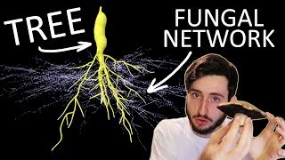 Hidden Mycorrhizal Networks [upl. by Corvese]