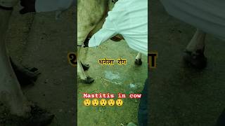 Mastitis disease in animal and treatment cow shortfeed [upl. by Ennairb927]