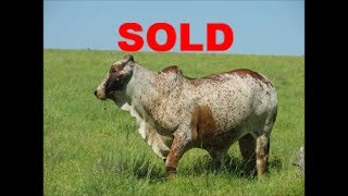 653ha Koppies Farm For Sale 202 [upl. by Lindsey]