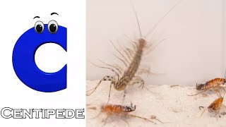 Insects Alphabet Song  Insects ABC Song  Phonics for Kids  Baby Alphabet Letters [upl. by Cirded229]