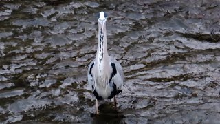 アオサギ調布地区 2024 12 08 アオサギ 野鳥 birds wildlife nature 自然観察ぶらり散歩 [upl. by Lindholm309]