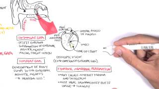 Anatomy  Middle Ear [upl. by Krishnah]