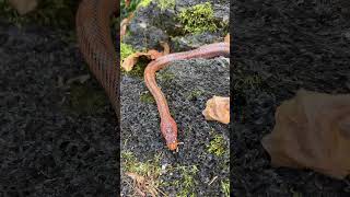 Freshly shed Baird’s rat snake bairdsratsnake pantherophisbairdi colubrid snake reptiles [upl. by Katharina681]