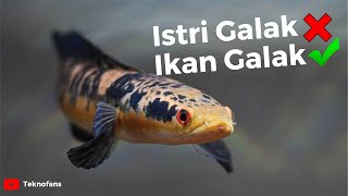 5 Ikan Channa Terbaik Untuk Pemula Modal Recehan Untung Jutaan [upl. by Chapnick]