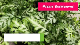 Pteris Ensiformis Fern  Pteris Ensiformis Tips amp Tricks  Pteris Ensiformis Care [upl. by Pratte]