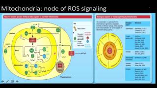 Reactive oxygen species ros signaling and oxidative stress [upl. by Boehike527]