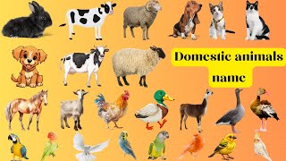 Domestic Animals name in English  Beautiful Domestic Animals name in English with pictures [upl. by Suiraj300]