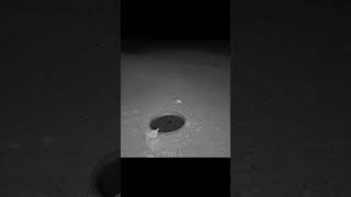 Why kangaroo rat is not a ratlook at that hop shorts youtubeshorts youtube viralvideo [upl. by Arikehs]