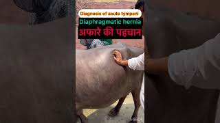 Diaphragmatic hernia l Recurrent tympani l dr Umar khan [upl. by Nyroc]