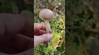 I found Leccinum Koźlarz mushroom shorts shortvideo fyp autumn music [upl. by Notsgnik]