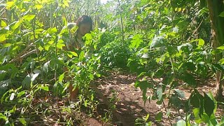 Banana Blossom Patties  Freshly picked foodsBuhay Probinsya [upl. by Burch647]