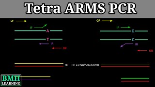 Tetra ARMS PC  Allele Specific PCR  Allele Specific Oligonucleotide [upl. by Dami]