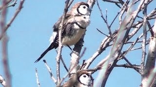 Australian Finch  Doublebarred Finch [upl. by Ellehc728]