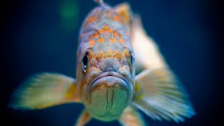 Watch  Learn About Rockfish  Oceana Canada [upl. by Aillicirp402]