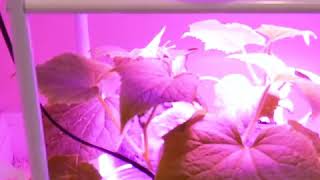 Phyto Lamp Full Spectrum LED Grow Light [upl. by Aneis824]