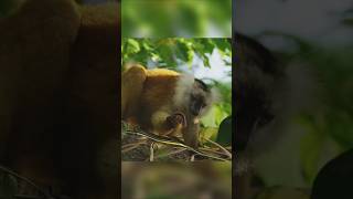 lemurs On Drugs facts youtubeshorts [upl. by Falo755]