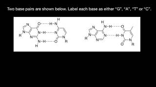 How to memorize Purines and Pyrimidines [upl. by Brigid]