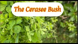 The Cerasee Bushthecharlesftlaudgarden [upl. by Drahser]