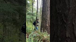 ENVS Biogeography Class at Western  Exploring Dendrochronology the study of tree rings [upl. by Annayd]