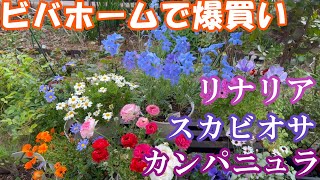 【ビバホームで爆買い】 カンパニュラスカビオサリナリア 4月中旬藤＆薔薇の様子 [upl. by Okechuku]