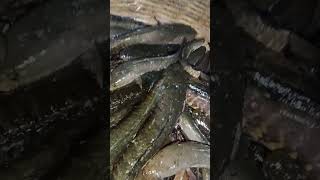 Shoal fish videoforyoushortsreelsforyoupageviralreelschallengeviralvideo phonk [upl. by Aihsatal]