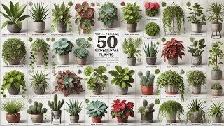 Top 50 Popular Ornamental Plants [upl. by Glori442]