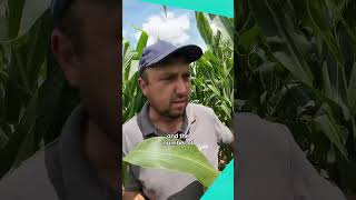 Join Ionut as he prepares to combat corn pests with droneassisted insecticide spraying [upl. by Annawit]