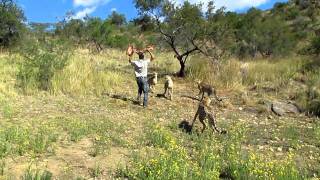 Andrew Feeding a Cheetah  Amani Lodge Namibia [upl. by Moretta865]