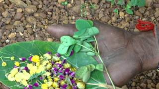 Ingredients of Ocimum basilicum Formulations Pankaj Oudhias Ethnobotanical Surveys 19902012 [upl. by Ahsirek44]