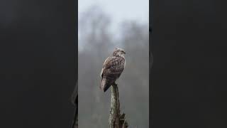 BB Schijterd Blonde Buizerd [upl. by Katrine]