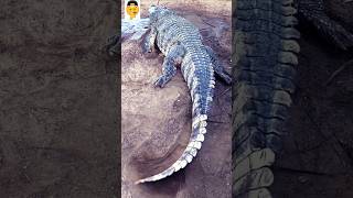 Crocodiles attack 🐊🐊shorts viralvideos trending [upl. by Rehpotsrhc422]