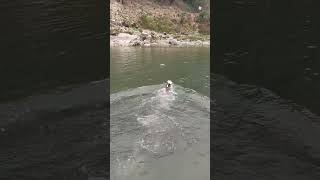 Dog Fetch Game killing fun dangerous swiming hunter forest pranjalpathakvlogsnaturean7397 [upl. by Enirok]