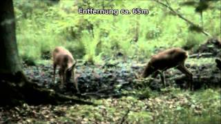 Bockjagd Roe Deer Hunting Knopfbockerlegung an einer Suhle [upl. by Rosalee]