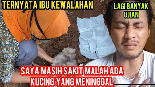 Kasihan NasibNasib Kucing Cats Lovers Tv Saat Di Mas Andy Sakit Ada Yang Meninggal Dunia [upl. by Perceval]