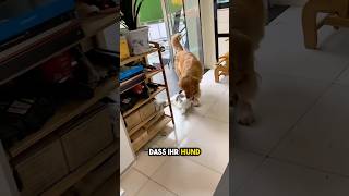 Hund schleppt Katze Um HILFE [upl. by Penelope]