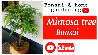 Mimosa tree bonsai reportting pruning and waring Bonsai amp Home gardening [upl. by Dnartreb]