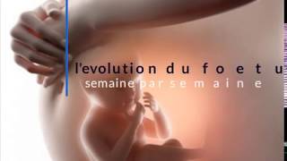 levolution du foetus dans le ventre semaine par semaine en image [upl. by Jens196]