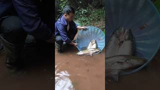 Fish trap tech prim the urban rescue ranch fishing paul cuffaro catch and cook exotic fish [upl. by Frodeen500]