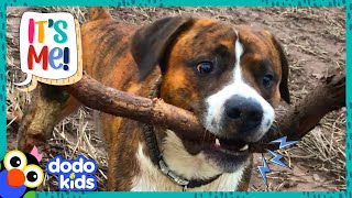 This Dog Is OBSESSED With Finding The Biggest Stick  Its Me  Dodo Kids [upl. by O'Neill832]