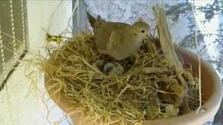 Mourning Dove Nest Cam Part 3 [upl. by Toole779]