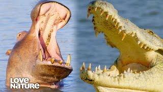 The Wild Relationship Between Hippos and Crocodiles  Wildlife Icons 206 [upl. by Alleroif635]