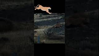 Puma hunting guanaco in the Andes [upl. by Fonseca]