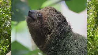 Three Toed Sloth [upl. by Tien]