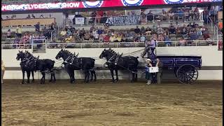 2021 National Percheron Show SixHorse Hitch Champion [upl. by Ilahtan628]